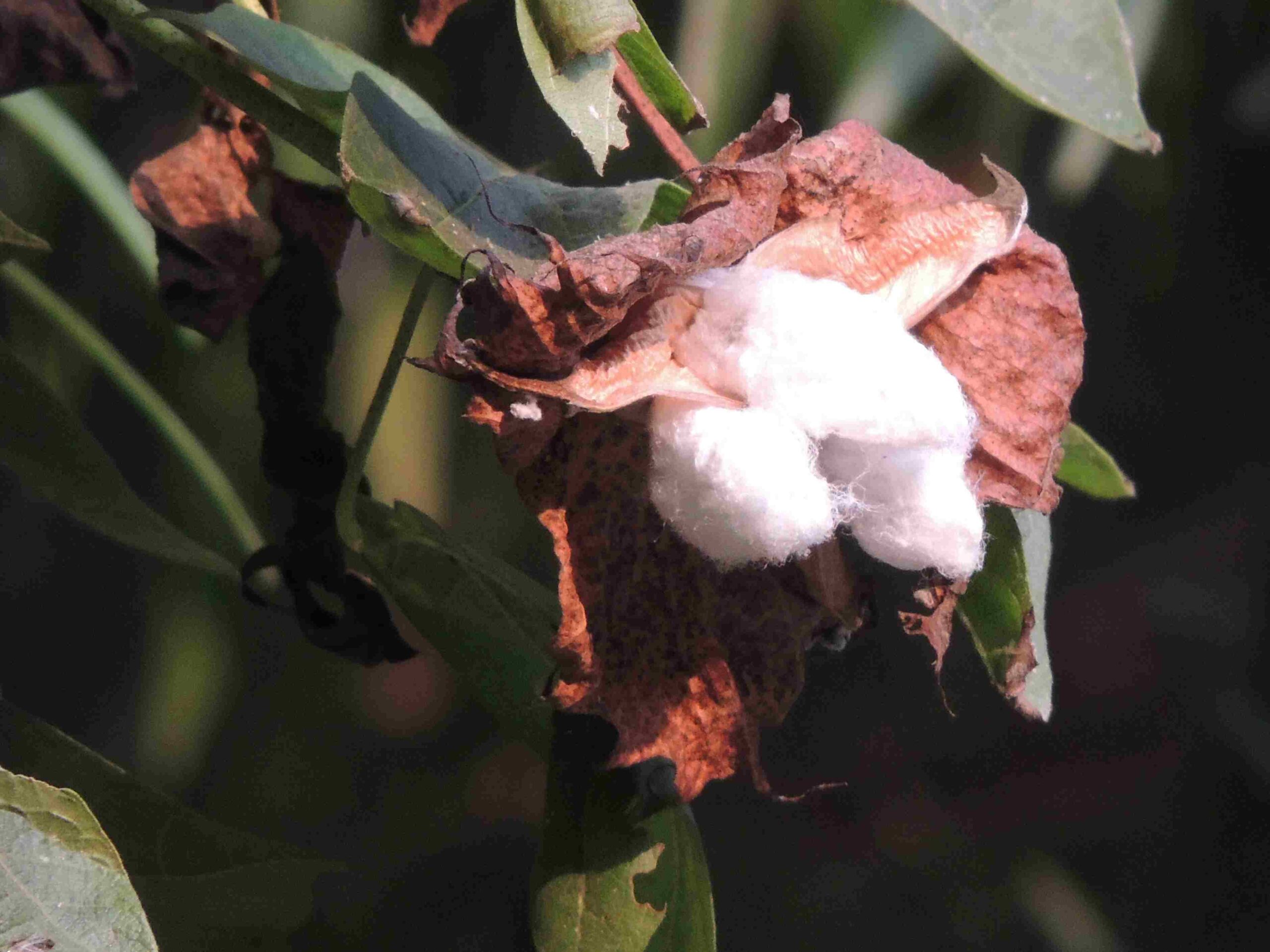 The Importance of Cotton Quality in Textile Manufacturing