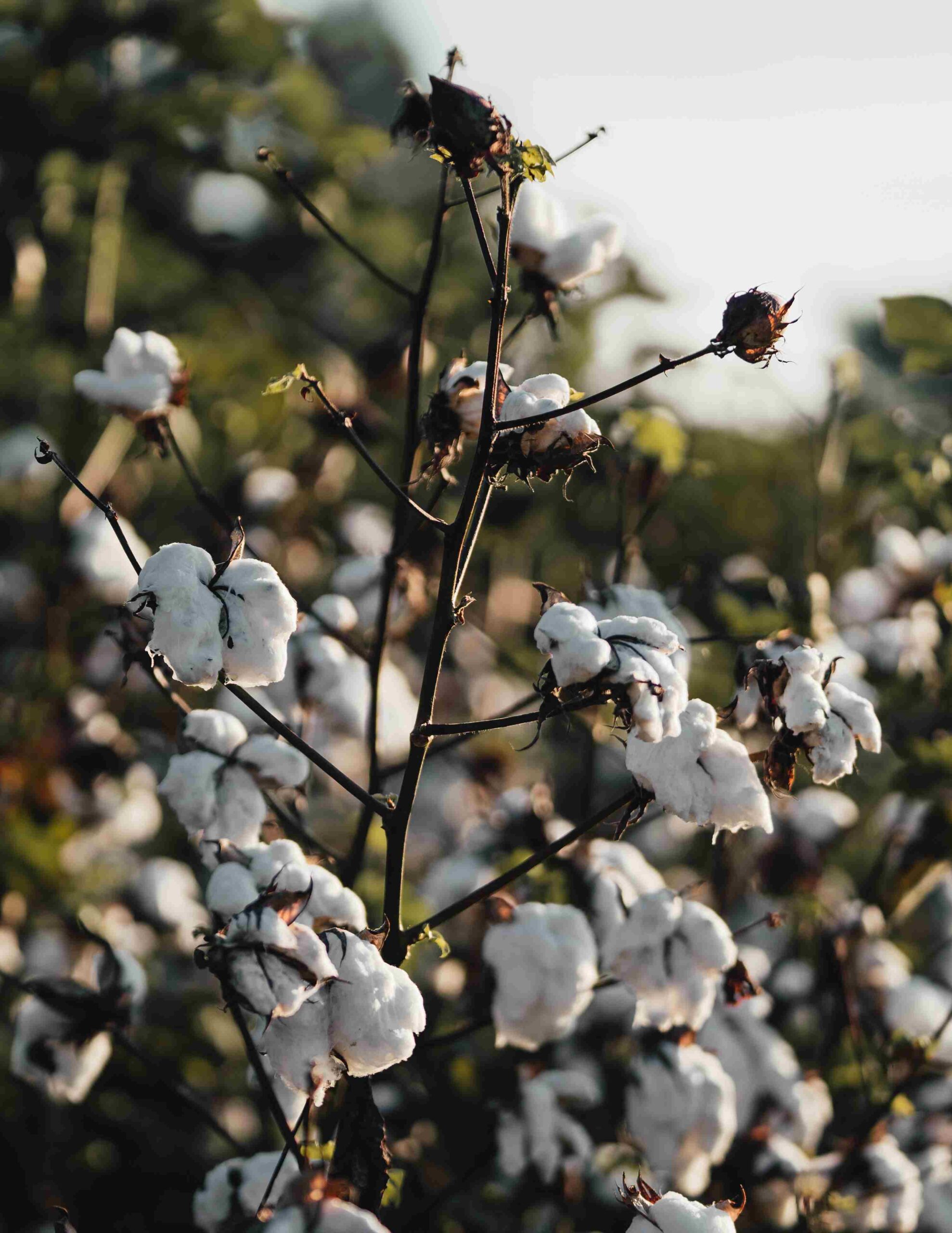 The Impact of Technological Advancements on Cotton Trading and Textile Industry