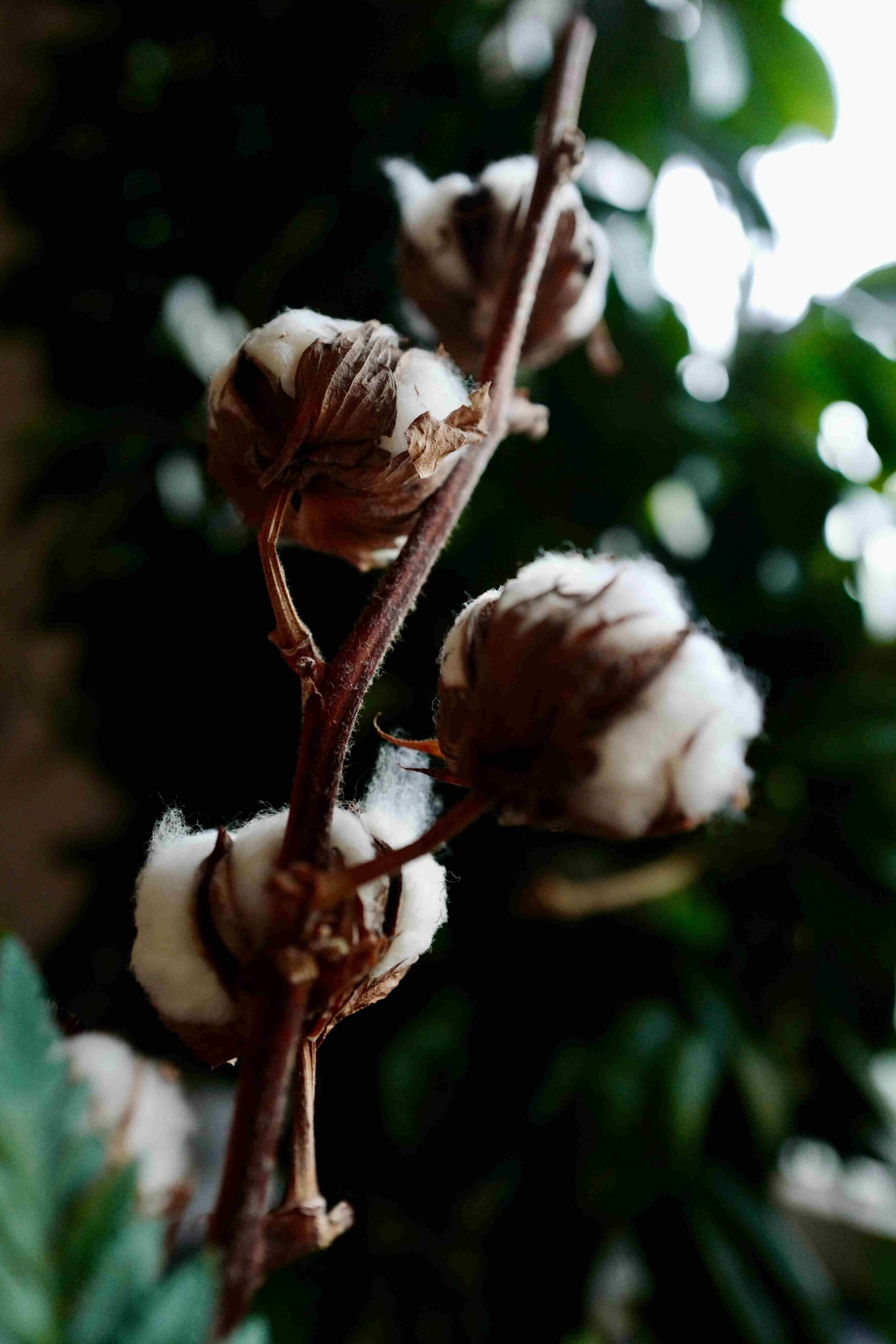 The Cotton Market Forecast
